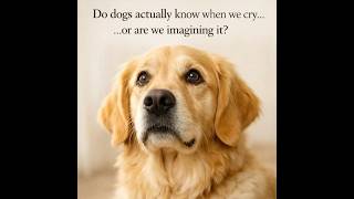 Do Dogs Know When You Cry? 🐶💔