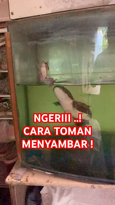 Jelas Sekali, Begini Channa Toman Menyambar #channa #channamicropeltes #ikanpredator