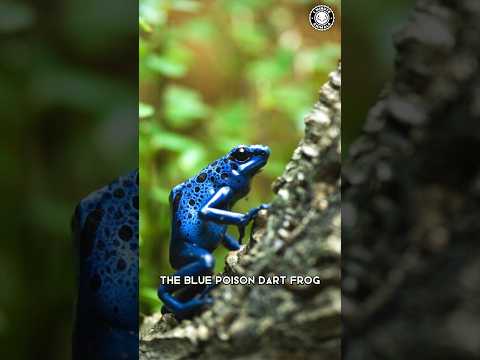 Video: Kāpēc zilā indes šautriņu varde ir zila?