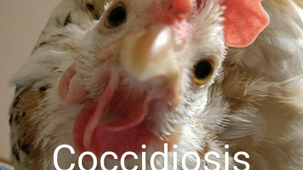 Coccidiosis In Chickens