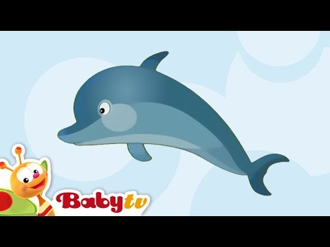 Dolphin 🐬 | Animal Sounds and Names for Kids & Toddlers | Cartoon @BabyTV