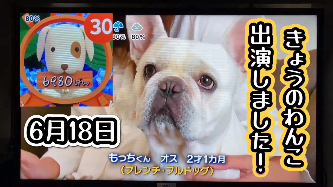 Today's dog] I'm Mochi, a French bulldog! - YouTube