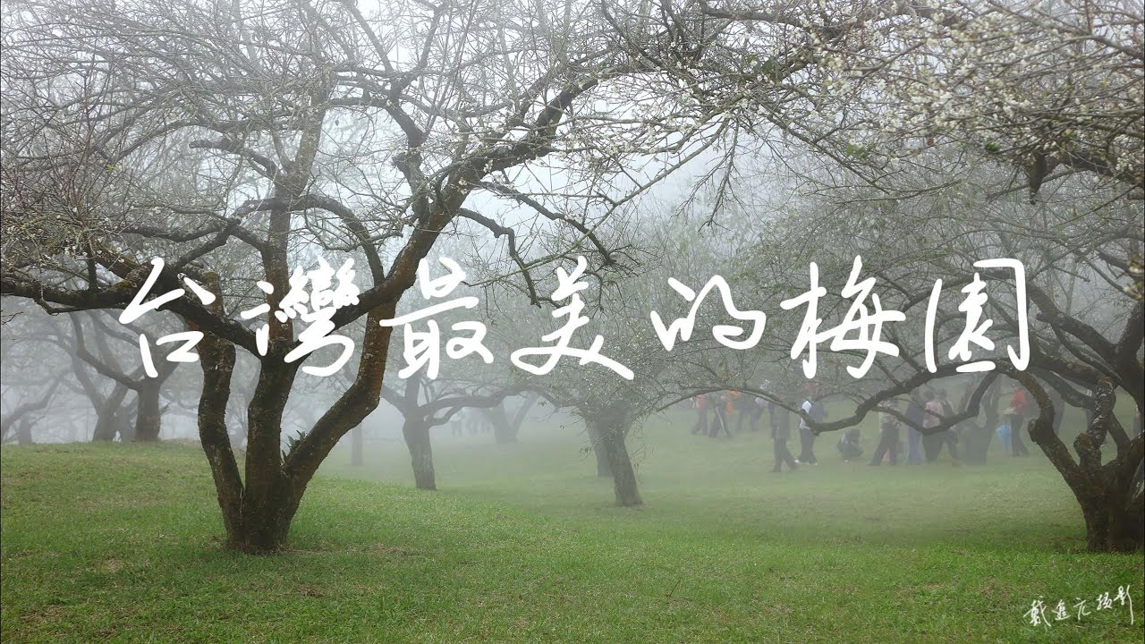 台灣最美的梅園#柳家梅園#烏松崙#蔡家梅園#武陵農場#梅花