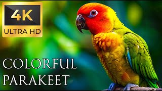 4K Colorful Parakeet  Beautiful Birds Sound in the Forest | Relaxing Safari