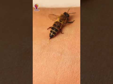 لماذا تموت النحلة بعد لسع الأنسان