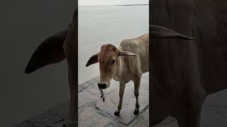 Download Lagu Har Har Gange Jay man Ganga Maiya ki MP3 Download Lagu Har Har Gange Jay man Ganga Maiya ki MP3