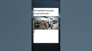 ngựa đóm con #memesdaily #memes ;/