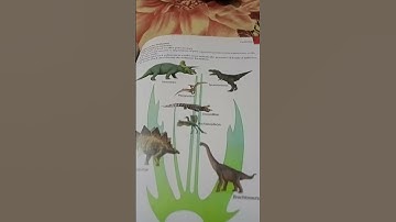 xamidea  "Evolution" class 12