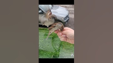 Sparrows Fighting Over Food #birdfeeding #funnybirds #sparrow