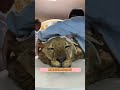動物做ct大賞,各有各的好笑 #動物 #動物體檢 #萌寵 #搞笑 #萬萬沒想到2