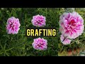 Portulaca grafting | moss rose grafting | purslanes flowers  | portulaca garden idea | Green nature