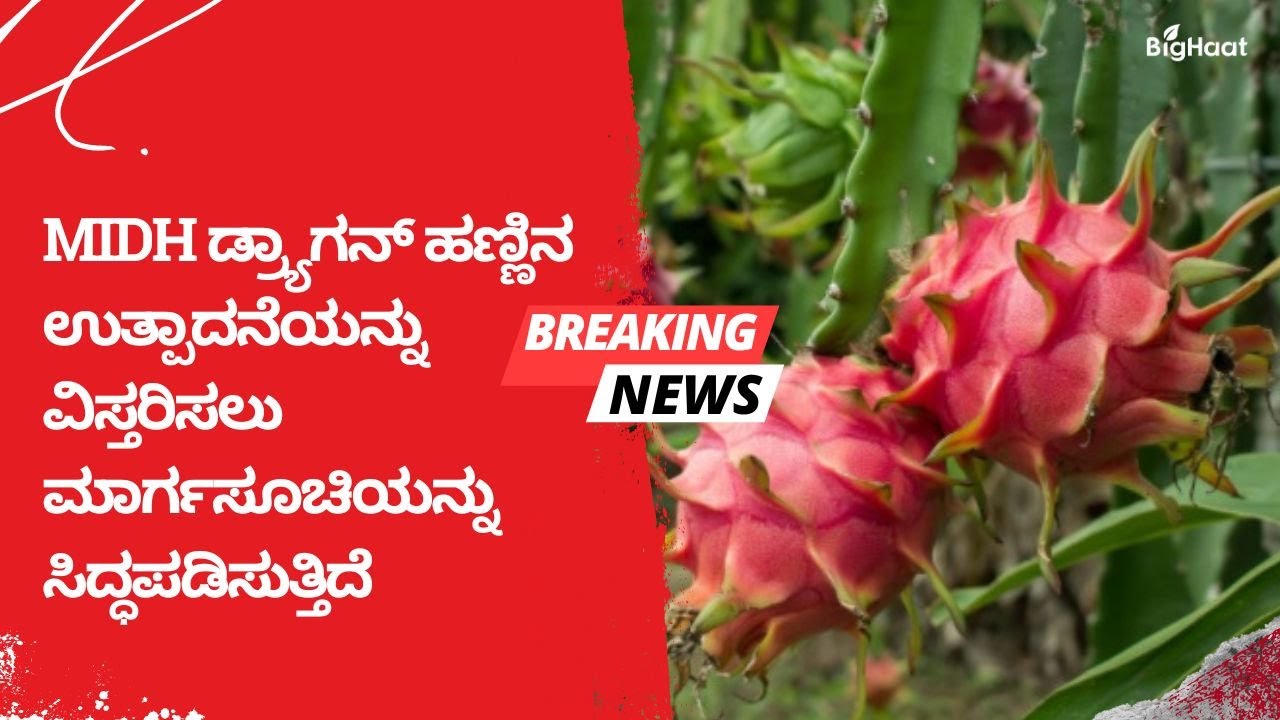 MIDH ಡ್ರ್ಯಾಗನ್ ಹಣ್ಣಿನ ಉತ್ಪಾದನೆಯನ್ನು ವಿಸ್ತರಿಸಲು ಮಾರ್ಗಸೂಚಿಯನ್ನು ...