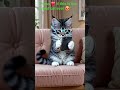 “When your cat gets more calls than you 😭❤️” #cat ##funny #shorts