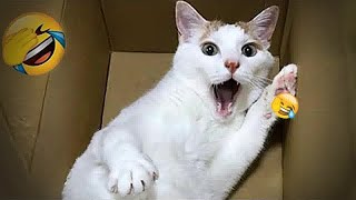 Funniest Cats 🐱😻 Funny And Cute Cats Videos 2024 😆🤣