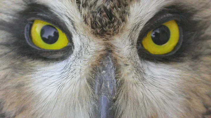 Separating Short-eared and Long-eared Owls - DayDayNews