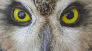 Separating Shorteared and Longeared Owls