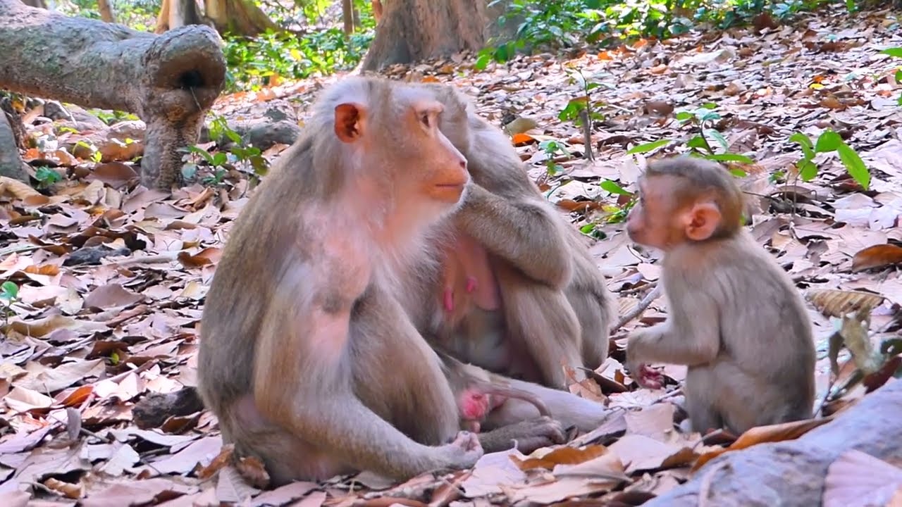 O.M.G.! What happened to Dad? TOM is angry & shows power Luna & Libby hugs Lily and tries to help😮🐒