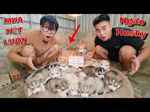 Tin Vui ! Sói Husky Ngáo Đã Đẻ Được 10 Đứa Con Cute Dễ Thương | Mua Hết Luôn  | Dương KC
