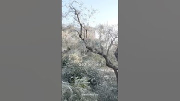 Where Jesus was betrayed | Garden of Gethsemane | Jerusalem, Israel