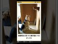 ボケてにガチでアフレコしてみたwww#shorts #ボケて #ボケて殿堂入り #アフレコ #桃井さとり