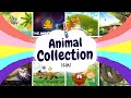 Sleep Stories For Kids ANIMAL COLLECTION 12in1 Sleep Meditations For Children 