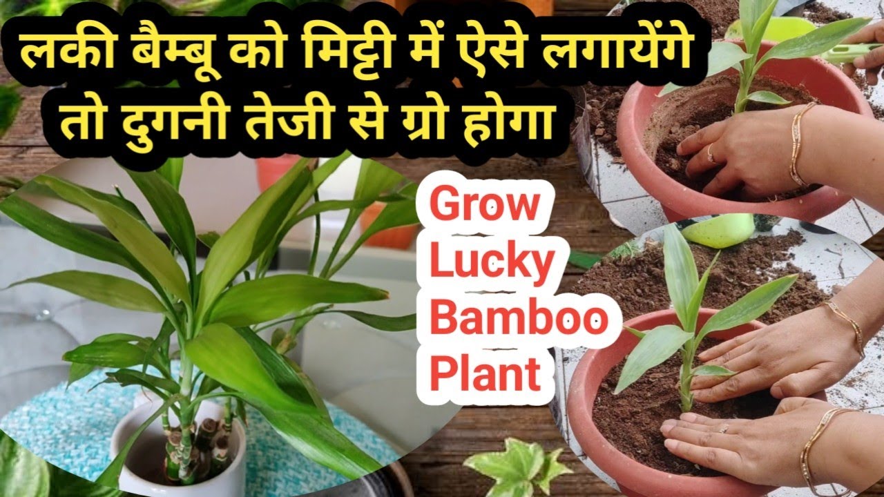 How To Grow Lucky Bamboo Plant In Soil How To Repot Lucky Bamboo Plant