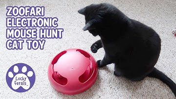 Cats React To Zoofari Electronic Motion Cat Toy - Mouse Hunt * S4 E29
