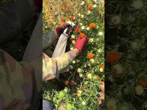 Video Loại hoa được ví như “thần dược hoạt huyết” trong Đông Y #shorts - youtube