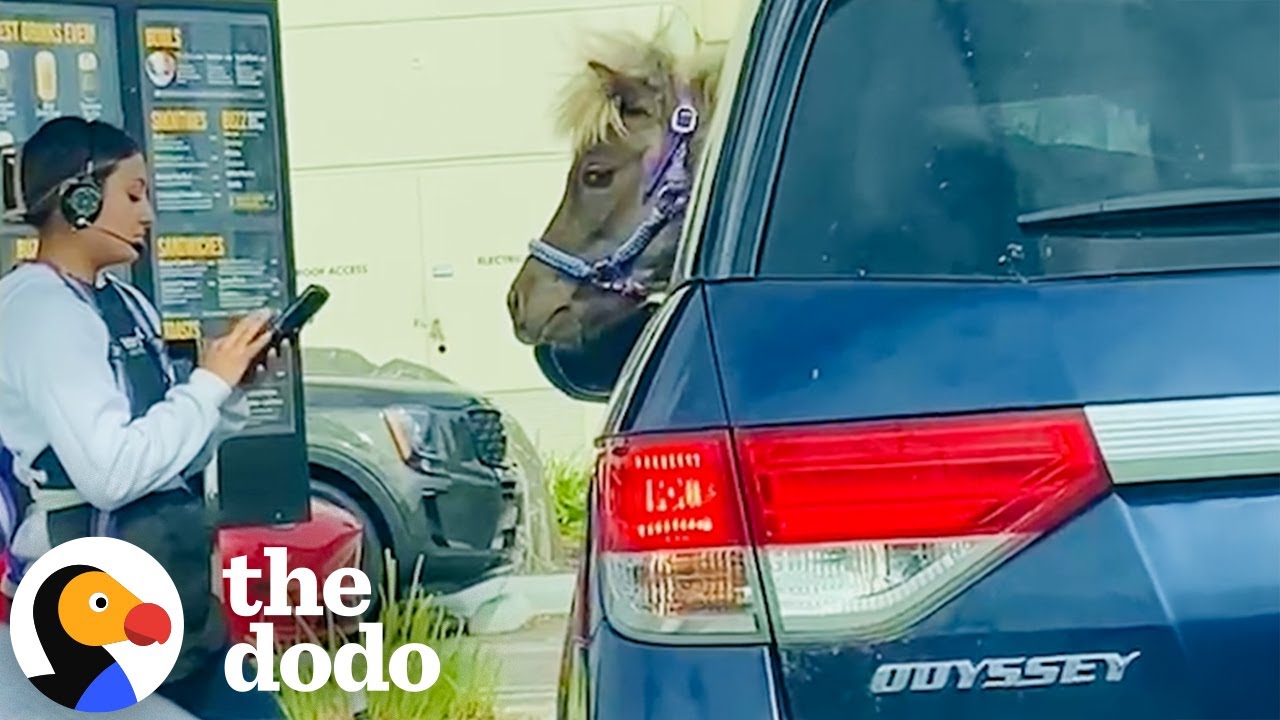 Мини-лошадь с мамой в автосалоне | The Dodo