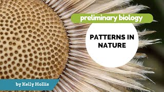 Patterns in Nature - 8.3.3.iii) & iv) - Photosynthesis