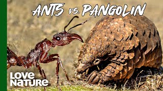 Baby Pangolin vs. Feisty Ants | Malawi Wildlife Rescue