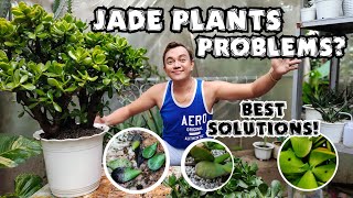 JADE PLANTS COMMON PROBLEMS & BEST SOLUTIONS