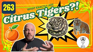 Discover The Fascinating World of Citrus Tiger Carpet Pythons! - no. 263