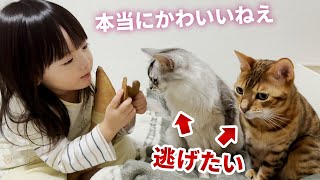 猫を可愛がりたいのに逃げられてしまう4歳娘