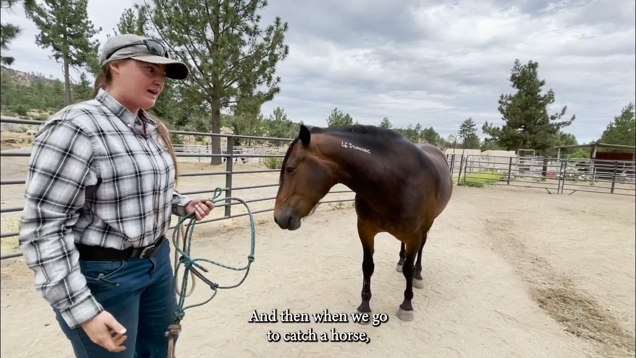 How to Catch a Horse YouTube