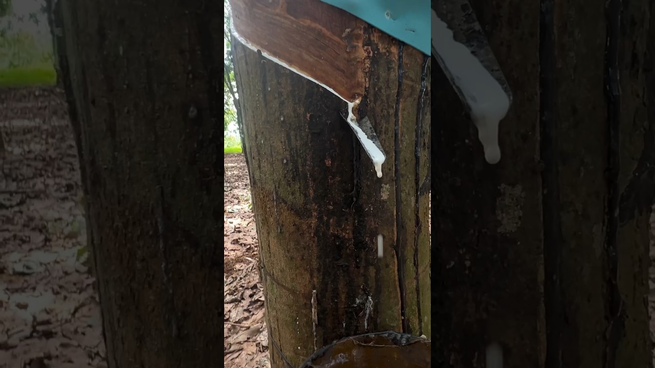 Rubber Tree Latex Harvesting: Traditional Tapping Techniques in Rural Villages