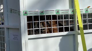 3 former circus tigers from Guatemala arriving at Big Cat Rescue ahead of Thanksgiving