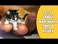 ТОП-10 самых маленьких пород кошек в мире