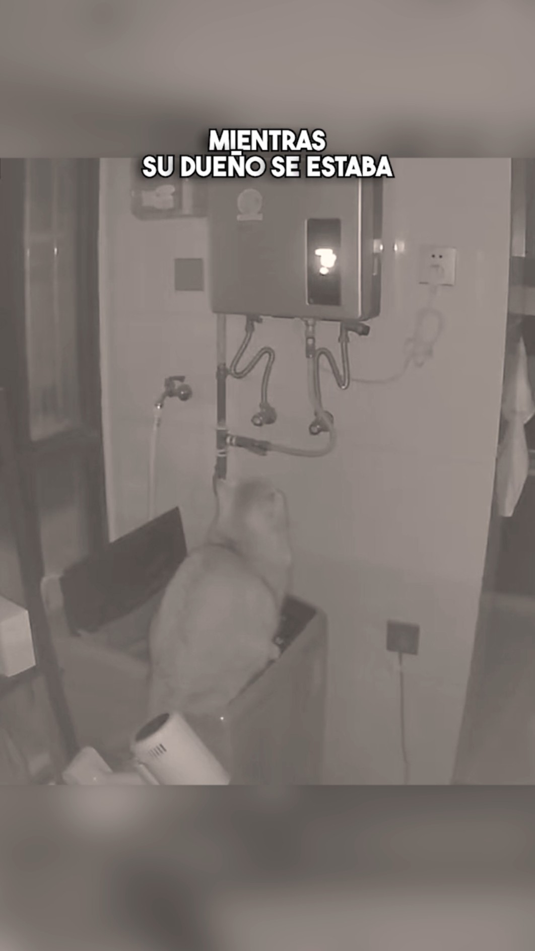 Este gato descubrió cómo reducir la factura de agua ??