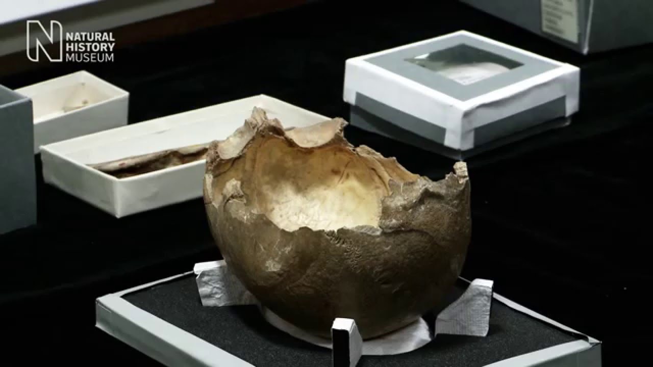 museums in london Cannibalism at Gough's Cave | Natural History Museum