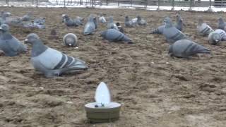 Mojo Flock A Flicker Soar No More Style