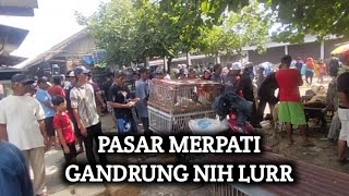 THESE PIGEONS AT GANDRUNG MANGU MARKET, CILACAP, ARE SO CUTE