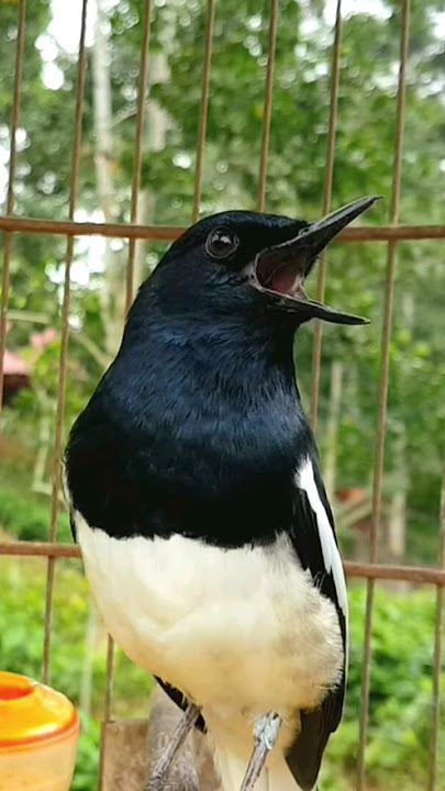 chòe than hót đấu kích bổi #birds