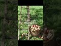 #optimism #positivevibes #youtubeshortsfeed #tiktok #relatable