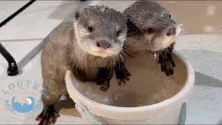 カワウソの赤ちゃん、バケツベビー卒業しました　Baby otter graduated from the bucket
