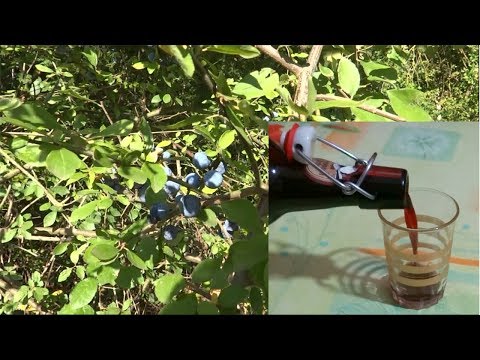 Video: Informazioni sulle piante di prugnolo - A cosa servono le bacche di prugnolo