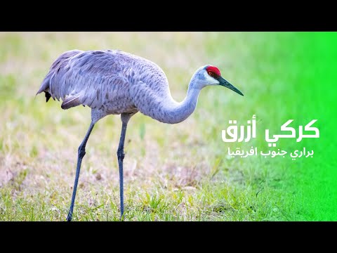 طائر كركي ازرق رمز جنوب افريقيا الحيوان الوطني