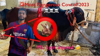 পাগলা গরুর পাগলামিতে আহত | Slaughtering Most Dangerous Cows | Qurbani 2023
