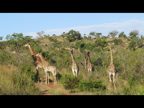 Video: Dette Er Det Bedste Sted At Tage På En Sydafrikansk Safari