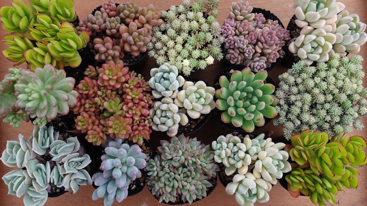 【マッコス2苗＆秀麗＆セダム】初心者様オススメ♡ 102 [Recommended 100 yen succulent] Grows salmon pink. You
